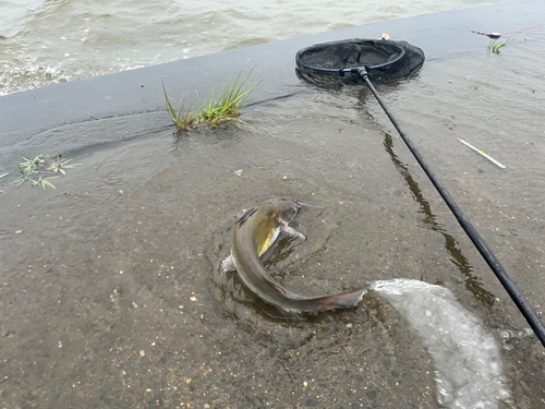 アメリカナマズの釣果