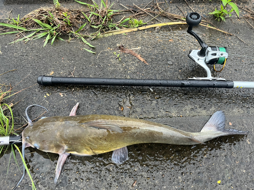 アメリカナマズの釣果