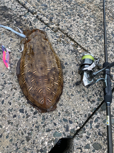 モンゴウイカの釣果