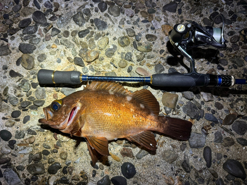 メバルの釣果