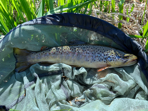 ブラウントラウトの釣果