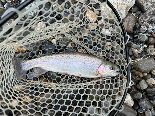 ニジマスの釣果