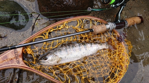 ヤマメの釣果