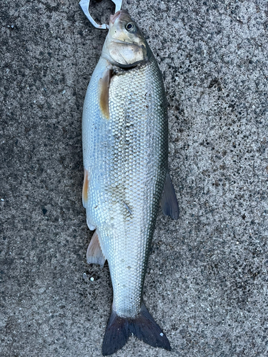 ウグイの釣果