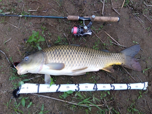 コイの釣果