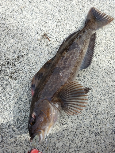 アイナメの釣果