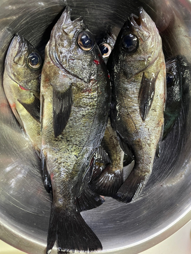 アオメバルの釣果