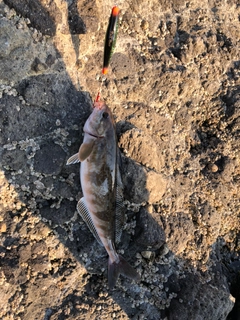 ホッケの釣果