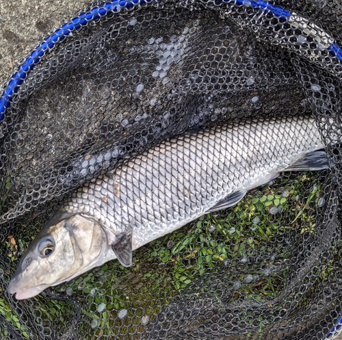 ニゴイの釣果