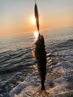 ホッケの釣果