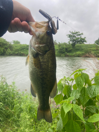 入間川下流