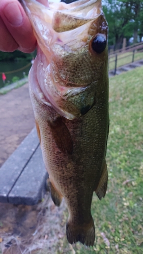 ラージマウスバスの釣果