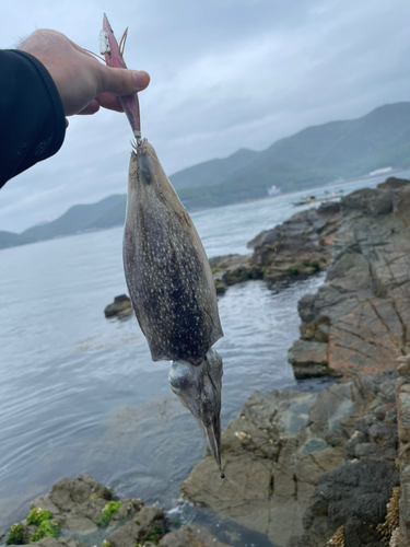 イカの釣果