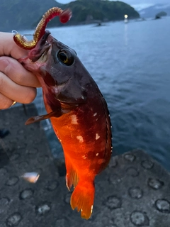 アカハタの釣果