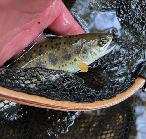 アマゴの釣果