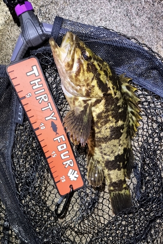 タケノコメバルの釣果