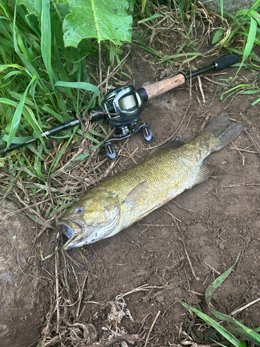 スモールマウスバスの釣果