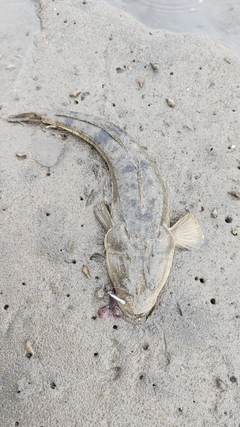 マゴチの釣果