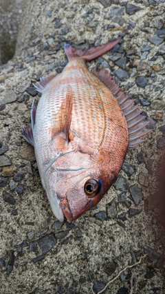 マダイの釣果