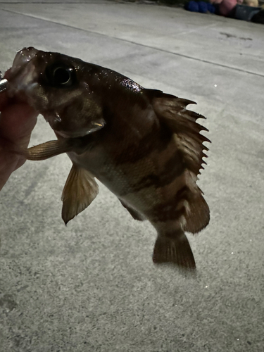 メバルの釣果