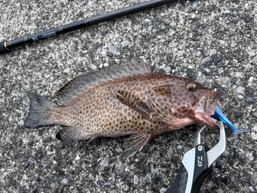 オオモンハタの釣果