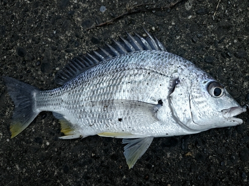 キチヌの釣果