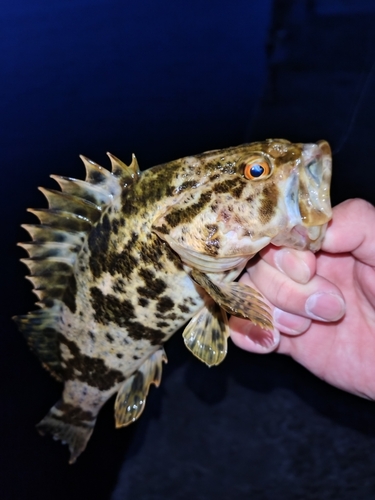 タケノコメバルの釣果