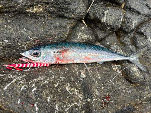 サバの釣果