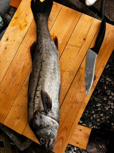 スズキの釣果