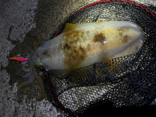 アオリイカの釣果