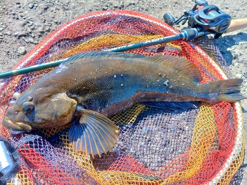 アイナメの釣果