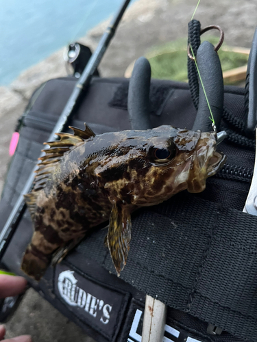 タケノコメバルの釣果