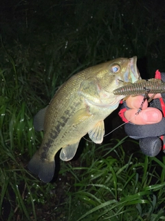 ラージマウスバスの釣果