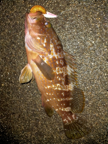 アコウの釣果