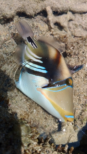 ムラサメモンガラの釣果