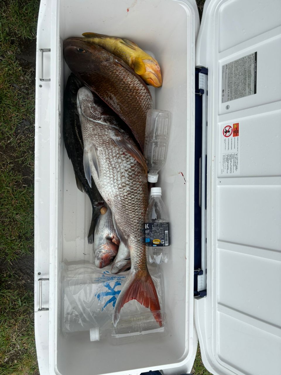 ふわトロ鍋さんの釣果 3枚目の画像