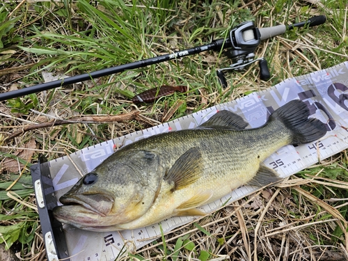 ラージマウスバスの釣果