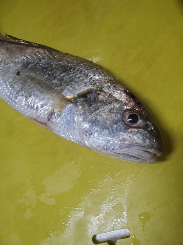 シログチの釣果