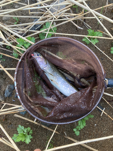 イワナの釣果