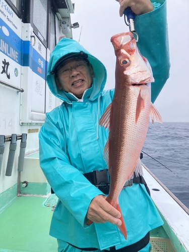 ハチビキの釣果