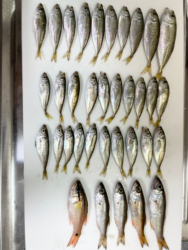 クロムツの釣果