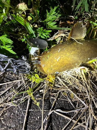 ナマズの釣果