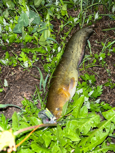 ナマズの釣果