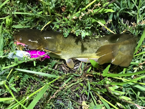 マナマズの釣果