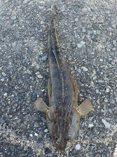 マゴチの釣果