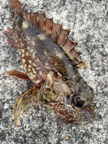 カサゴの釣果