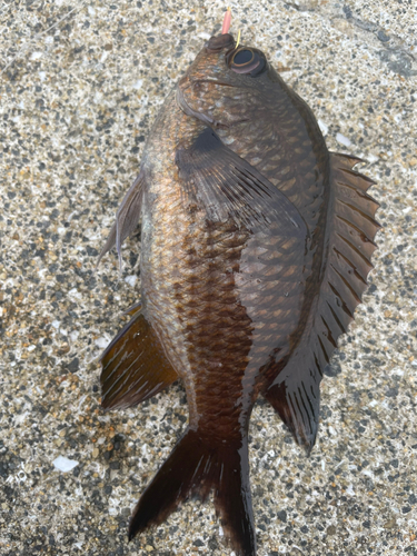 スズメダイの釣果