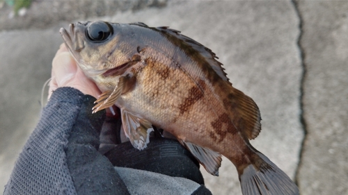 釣果