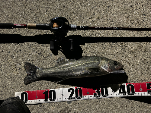 シーバスの釣果