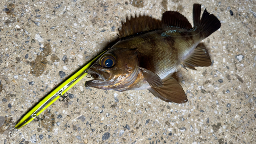 シロメバルの釣果